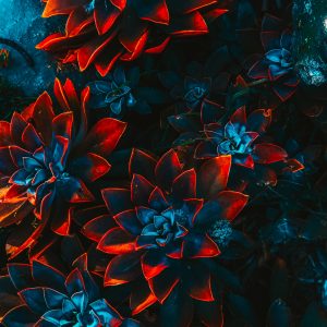 Freelance Artist Floral 4 300x300